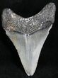 Juvenile Megalodon Tooth - South Carolina #27723-1